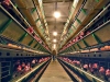 Рефтинский фото - Курицы Рефтинской птицефабрики