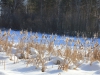 Рефтинский фото - Водохранилище зимой