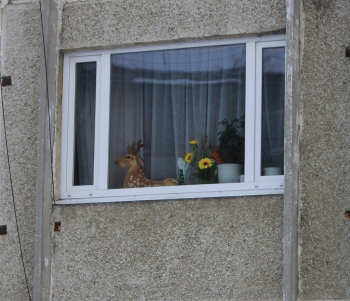 Олень в окне